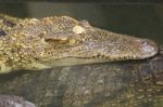 Crocodile Head With Closed Jaws Closeup Stock Photo