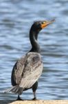 Cormorant Stock Photo