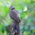 Spotted Dove Stock Photo