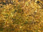 Autumn Tree Foliage Texture Stock Photo