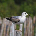 Mew Gull Stock Photo