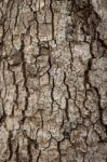 Bark Stock Photo