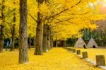 Autumn With Ginkgo Tree In Nami Island, Korea Stock Photo