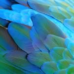 Harlequin Macaw Feathers Stock Photo