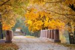 Autumn October Colorful Park. Foliage Trees Alley Stock Photo