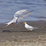 Little Tern Stock Photo