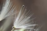 Dandelion Stock Photo