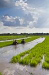 Tractors In Paddy Field Stock Photo