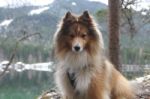 Sheltie Near The Lake Eibsee Stock Photo