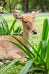 Female Antelope On Ground In Park Stock Photo