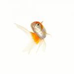 Goldfish Stock Photo