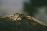 Spider Sitting On Wood Stock Photo