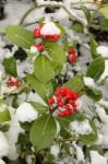 Snow Holly Stock Photo