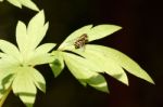 Wasp On Green Leaf Stock Photo