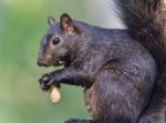 Picture With A Funny Black Squirrel Eating Nuts Stock Photo