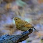 Female White-tailed Robin Stock Photo