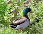 Postcard With Two Mallards Standing In The Grass Stock Photo