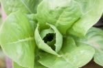 Close Up Green Butter Head In Organic Farm Stock Photo