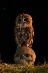 Tawny Owl Perched On Skull Stock Photo