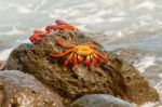 Sally Lightfoot Crab On Galapagos Islands Stock Photo