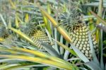 Pineapple Farm Stock Photo