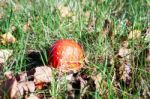 Fly Agaric Toadstool (amanita Muscaria) Stock Photo