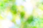 Abstract Spring Green Background And Light Reflect Stock Photo