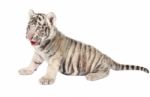 Baby White Tiger Stock Photo