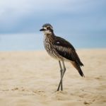 Bush Stone-curlew Resting On The Beach Stock Photo