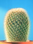 Close Up Needles Of 	Succulents Cactus Plant In Pot Against Ligh Stock Photo