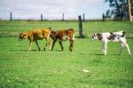 Country Calves In Queensland Stock Photo