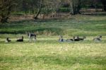 Group Of European Roe Deer (capreolus Capreolus) Stock Photo