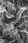 Koala In A Eucalyptus Tree. Black And White Stock Photo