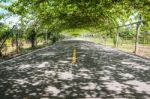 Tree Natural Tunnel On Asphalt Road Stock Photo