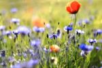 Wildflowers Stock Photo