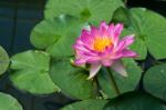 Lotus Flower (nelumbo Nucifera) Stock Photo