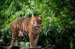 Face And Full Body Of Bengal Tiger Approach In Wild Stock Photo