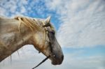 Horse Head Stock Photo