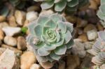 Succulent Plant Stock Photo