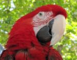 Scarlet Macaw Stock Photo