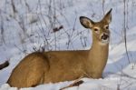 Beautiful Isolated Picture With A Wild Deer Laying On The Snow In The Forest Stock Photo