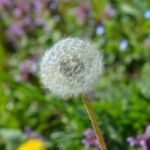 Dandelion Stock Photo