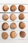 Several Clam Shells Isolated Stock Photo