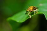 Orange Beetle Stock Photo