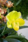 Yellow Orchid Flowers And Green Leaf Stock Photo