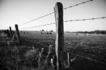 Rusted Sharp Timber And Metal Barb Wire Fence Stock Photo