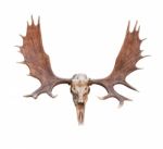 Skull Moose Stock Photo