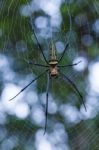 Closeup - Spider On Spiderweb Against Nature Bokeh Background. O Stock Photo