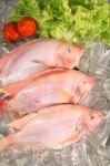 Fresh Red Fish Stock Photo