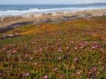 Wild Flowers On The Beach Stock Photo